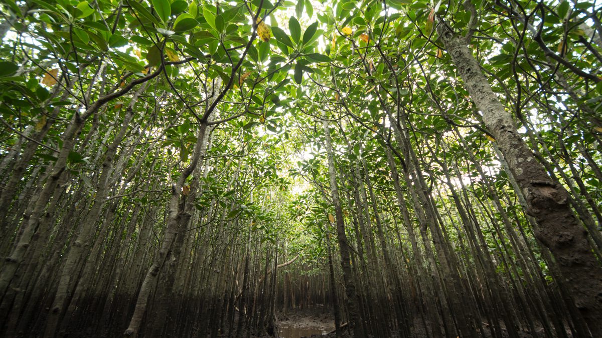 4 Mangroves 2.0